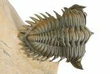 Stunning Metacanthina Trilobite - Lghaft, Morocco #350536-4